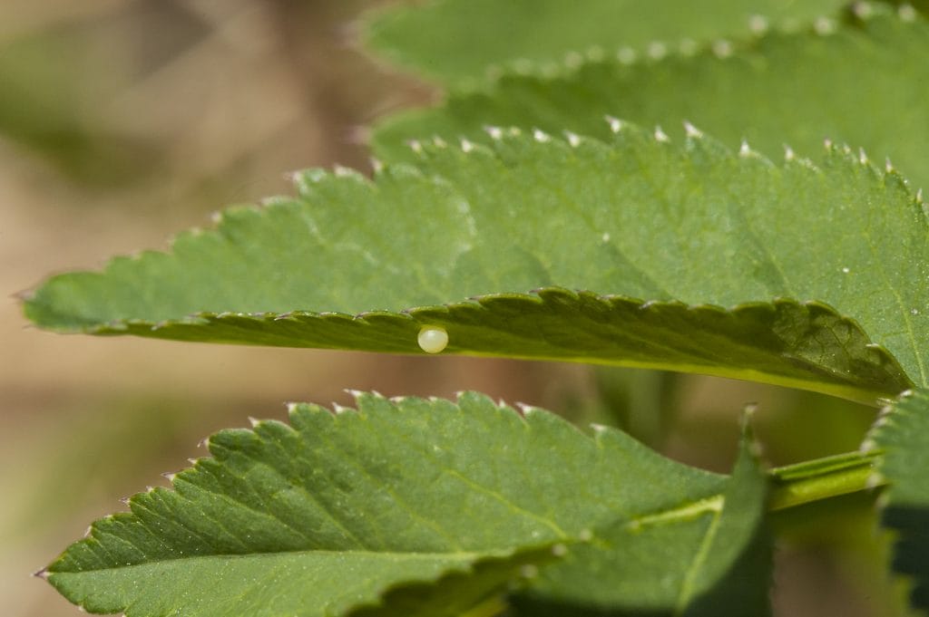 A butterfly egg underneath the leaf of an Apiacea plant.
