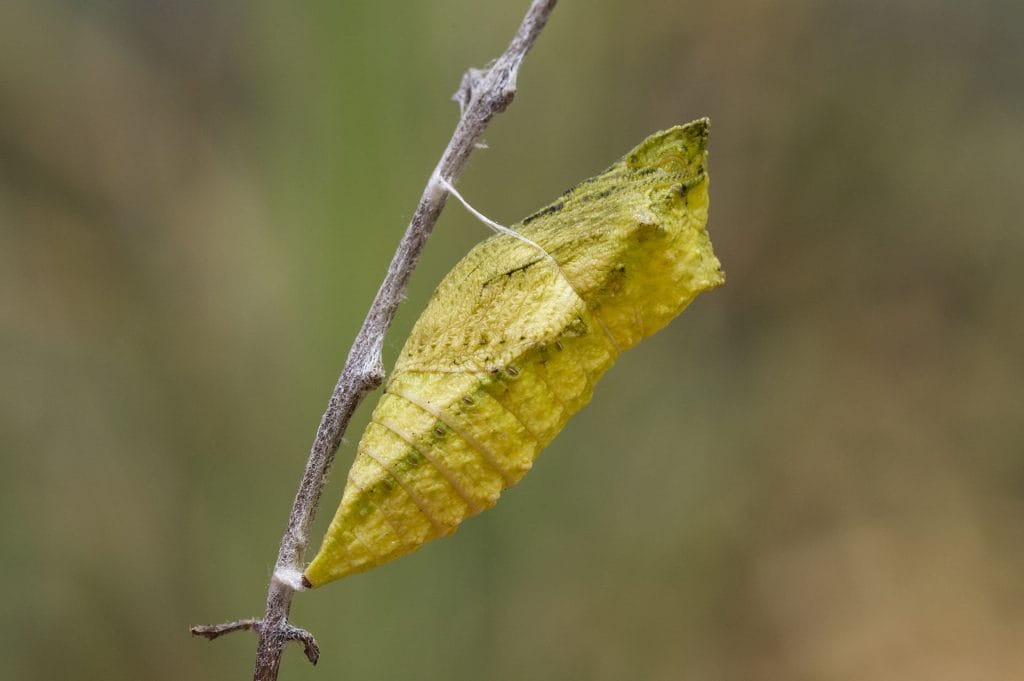 A butterfly pupa is attached to the stem of the plant.