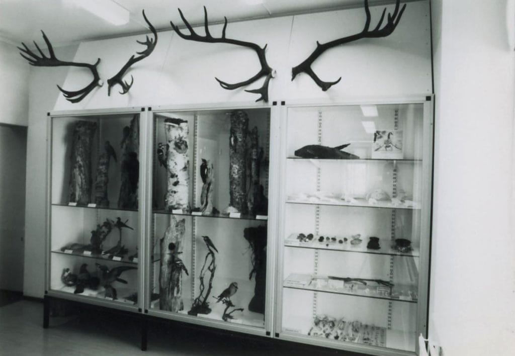Birds, brestbones and other specimen in glass cabinet. Above the showcase there are two pair of an antlers of Finnish forest reindeer.