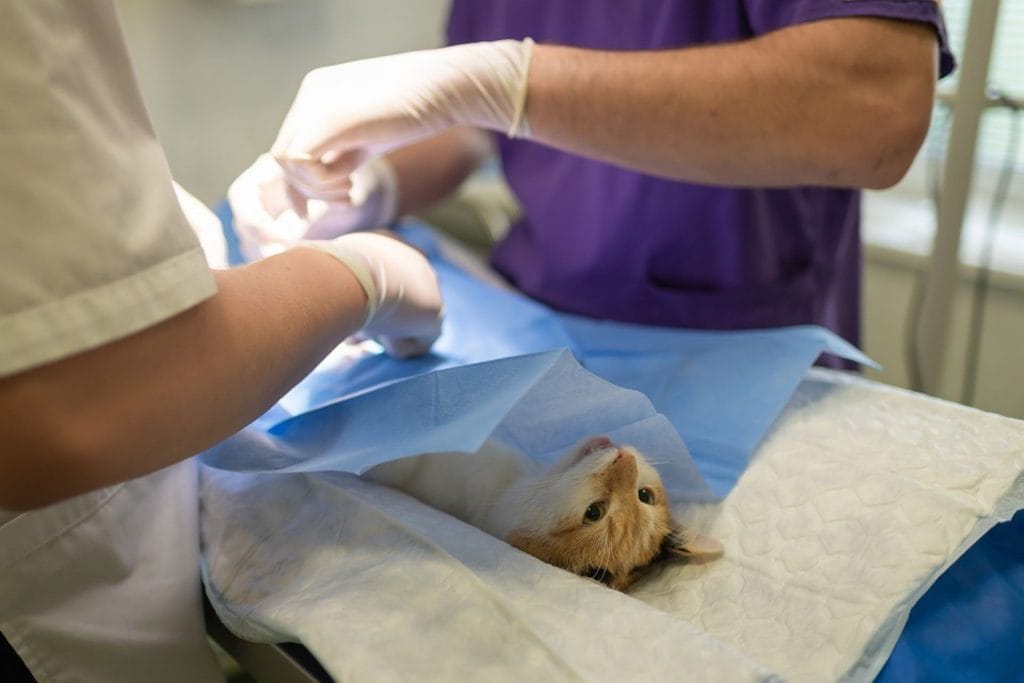 Kaksi eläinlääkäriä tekee kissalle operaatiota. Kissa on selällään leikkauspöydällä sinisen suojapaperin alla.