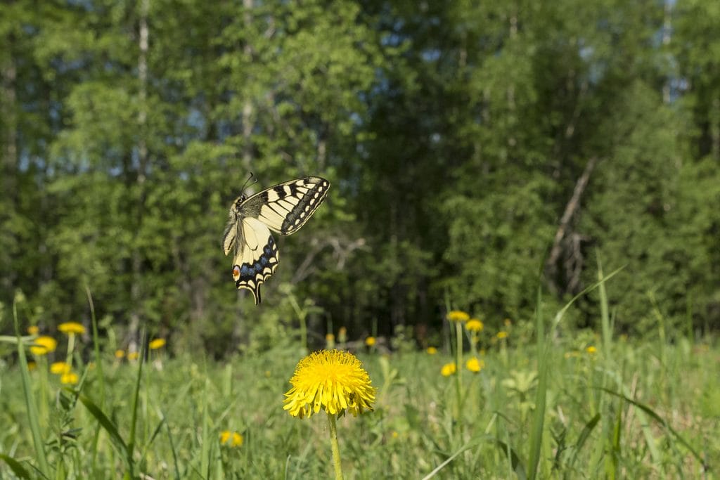 Butterfly flying over a meadow.