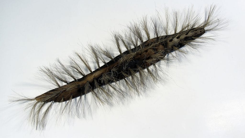 Lepidopteran larva made of wood and horsehair.
