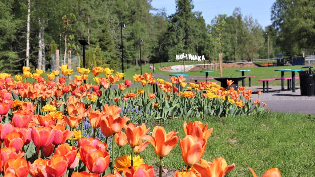 Brita Marian puistossa oleva värikäs tulppaanipenkki lähietäisyydeltä kuvattuna. Taustalla näkyy puiston grillipaikka pöytineen ja penkkeineen sekä kaukana horisontissa valkoinen Hollyhaka -kyltti.