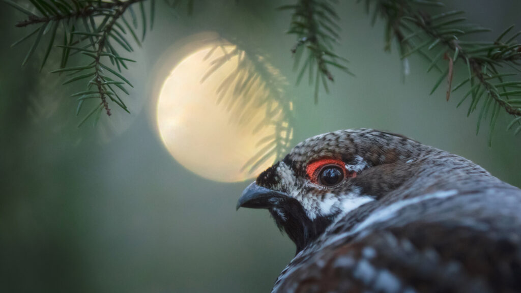 The hazel grouse in spruce forest with moon behind.